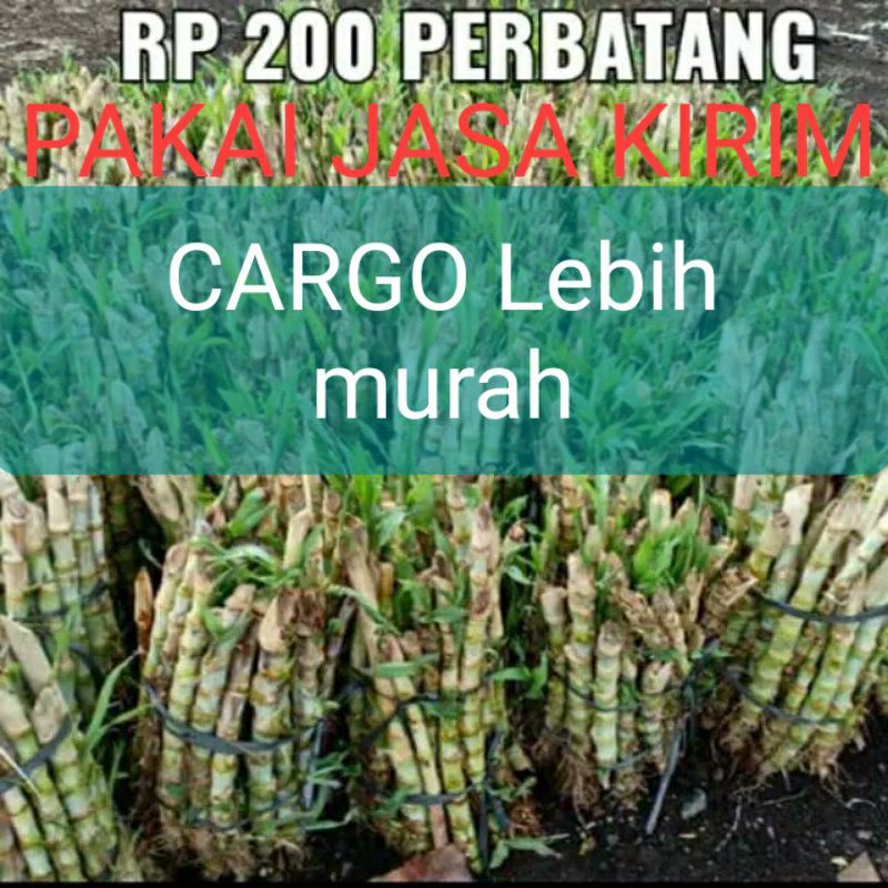 BIBIT RUMPUT ODOT SUPER PERBATANG/BENIH ODOT PER 1 STEK/BATANG