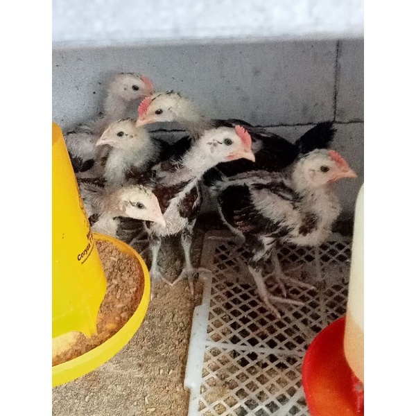 Jual Ayam Pelung Anakan Murah