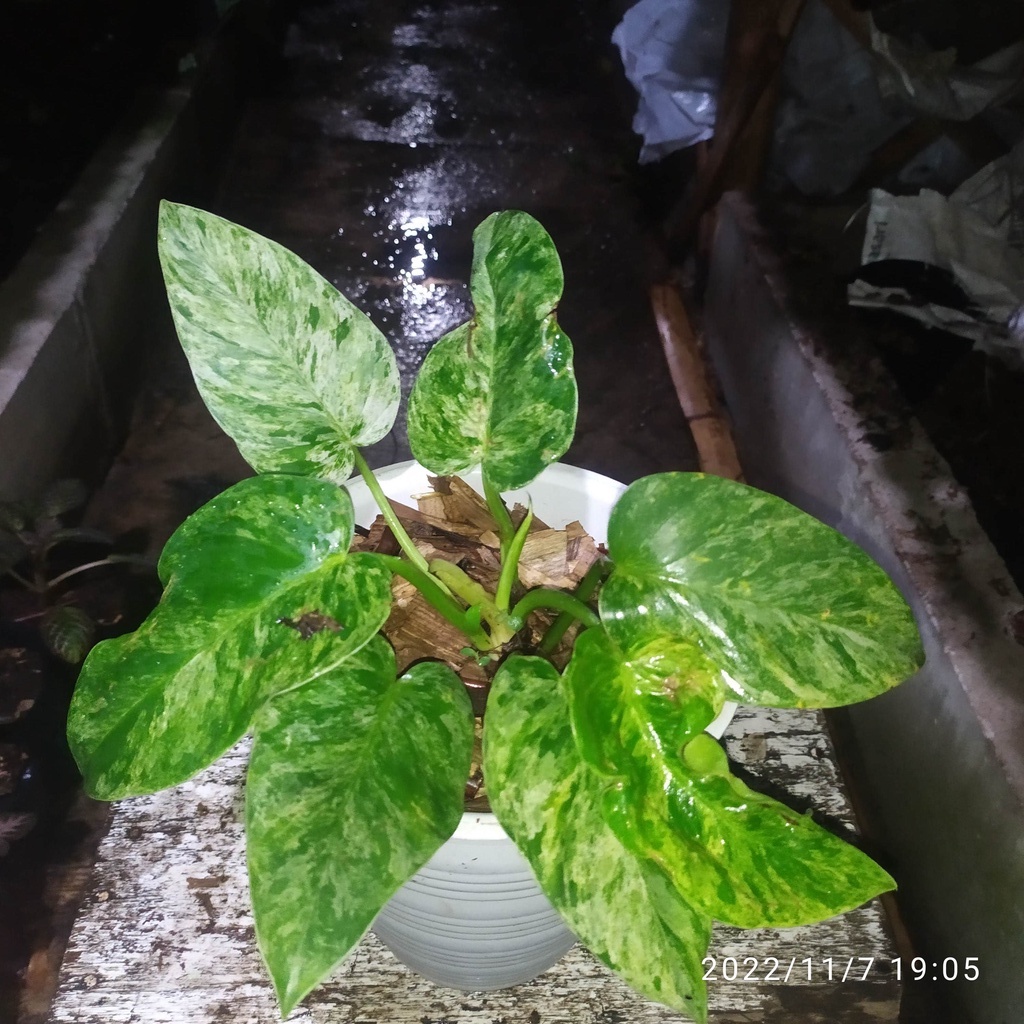 jual-philodendron-marble-variegata-philodendron-giganteum-variegata