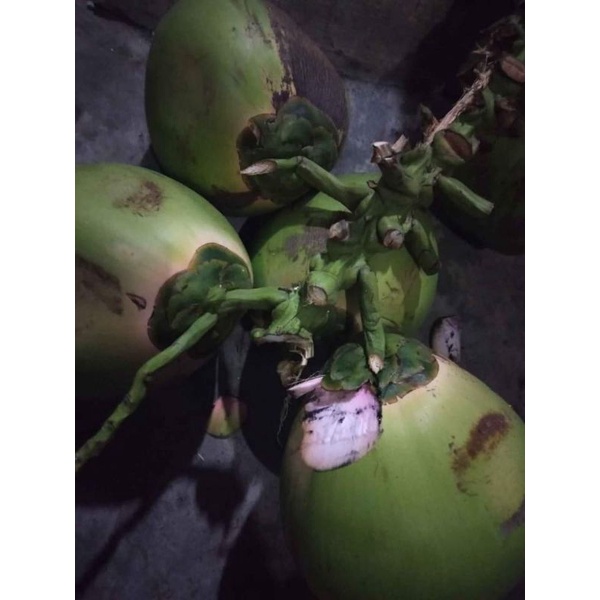 

KELAPA IJO PANGKAS