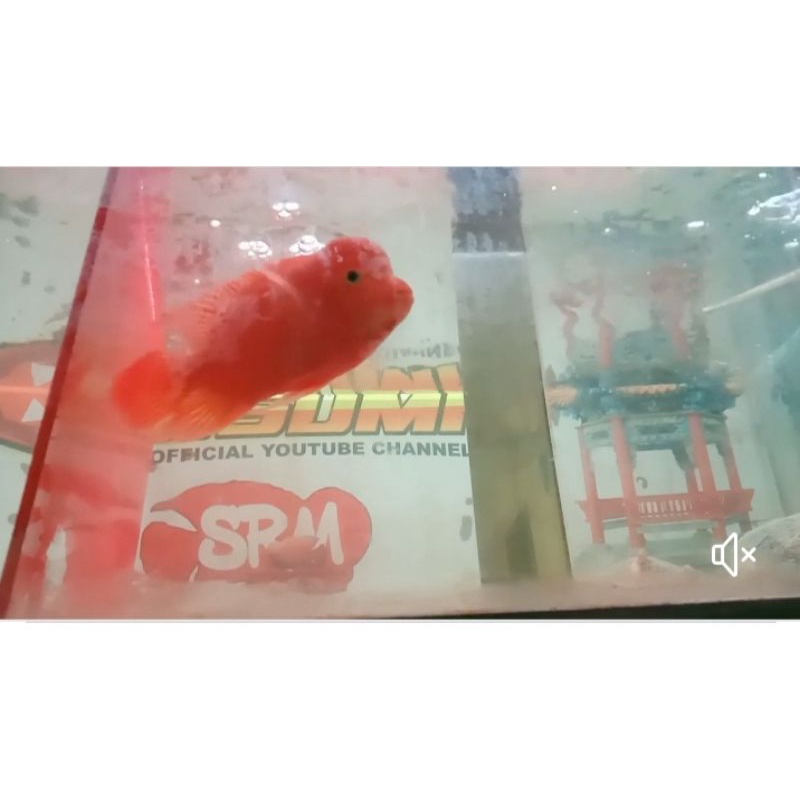louhan srm Thailand