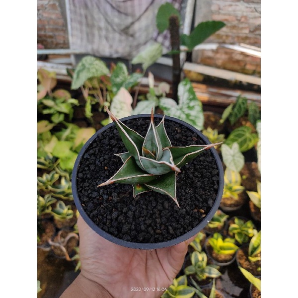 Sansevieria Pinguiculata