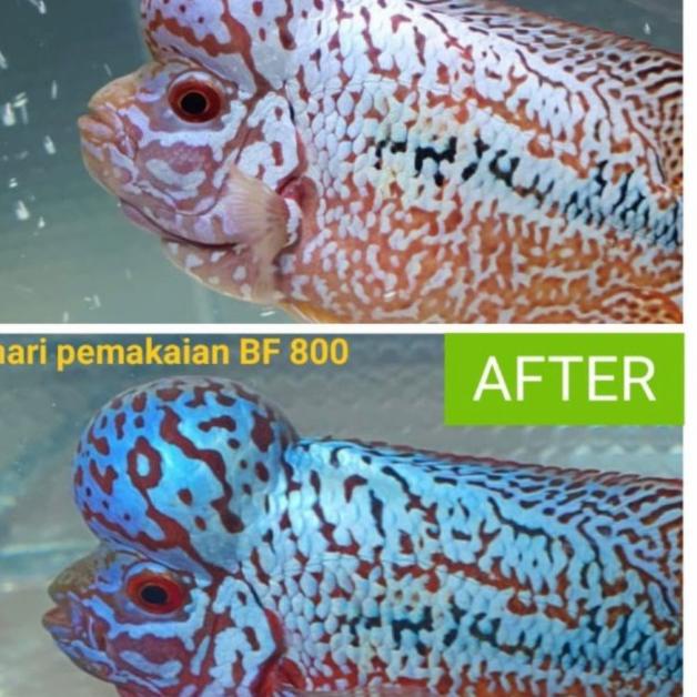 PELET BF1800 & BF800 STRONG COLOR BIG HEAD PAKAN LOHAN LOUHAN TERBAIK - BF800, Mini