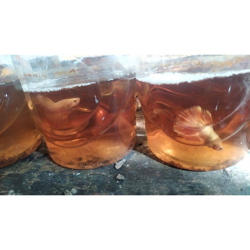 cupang  hm super gold 24k