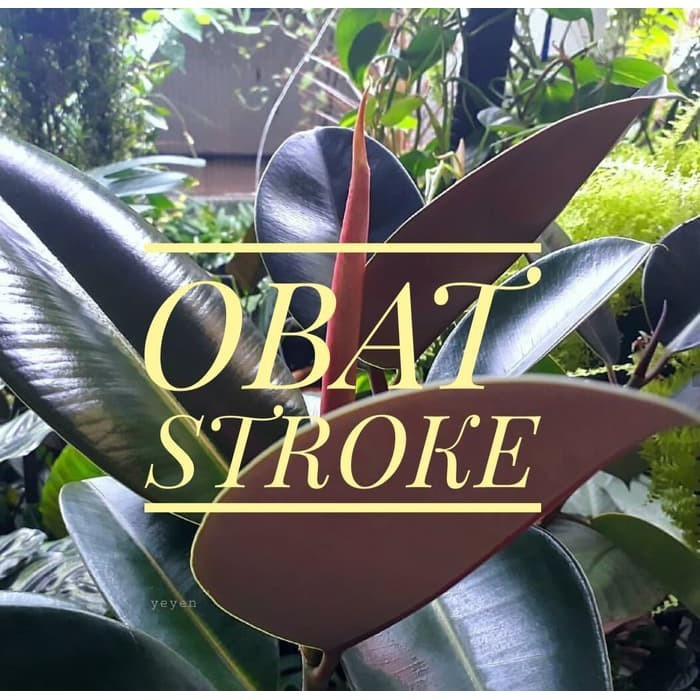 

Ekstrak Daun Karet Kebo Obat Herbal - Obat Stroke Ampuh - Obat Stroke Herbal-Obat Diabetes-Obat Maag
