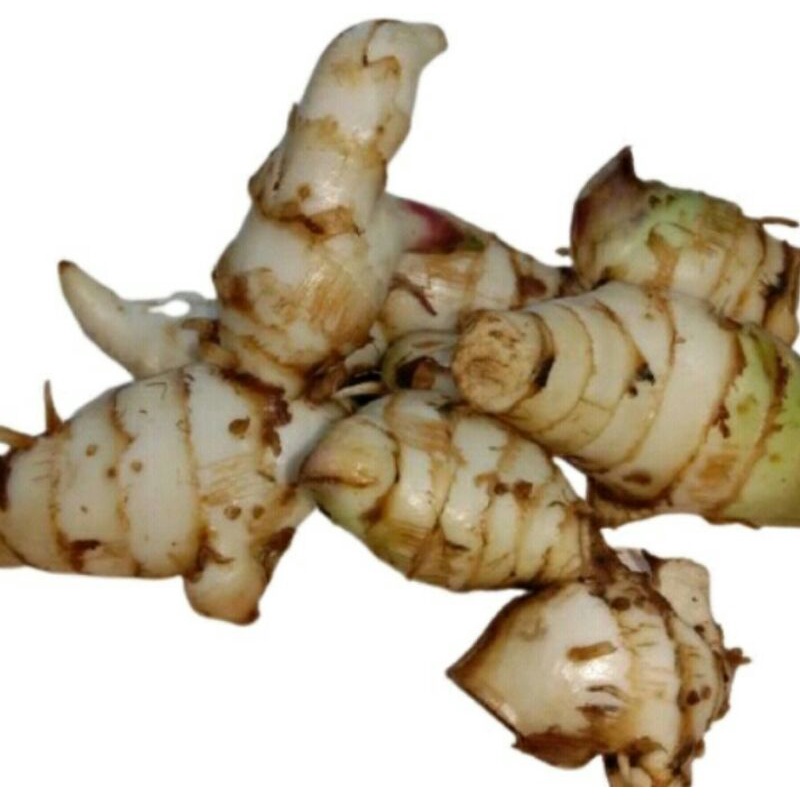 

ubi ganyong 1 kilogram