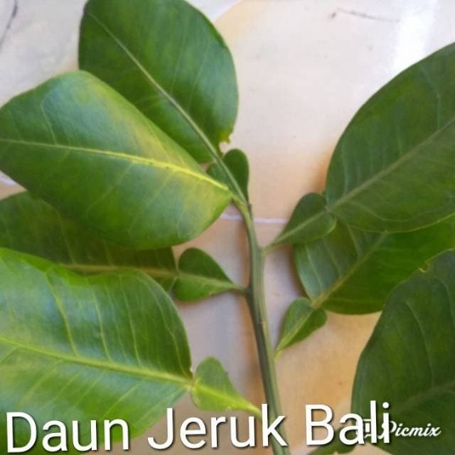 

Daun jeruk bali segar daun organik