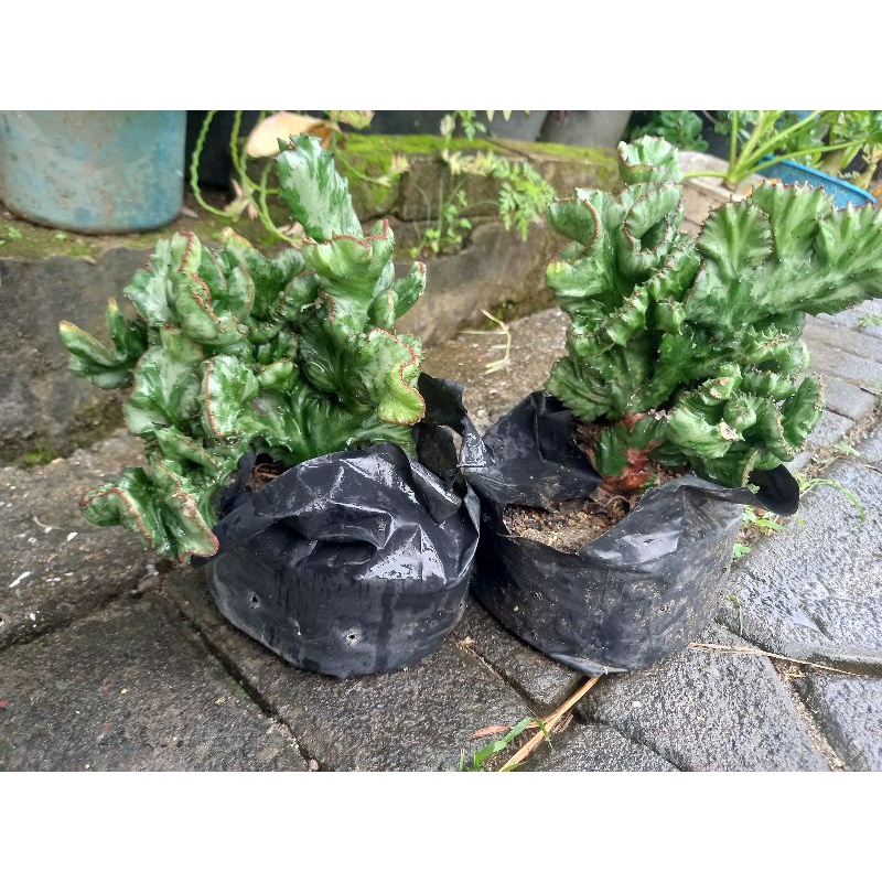 tanaman hias kaktus Euphorbia Lactea Cristata hijau/ kaktus karang [BESAR]