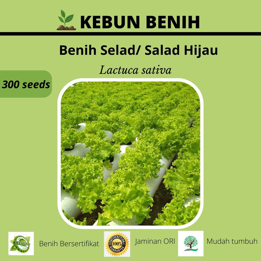 300 Benih Tanaman  Salad Hijau / Selad Hijau GRAND RAPIDS F1 Kualitas Unggul