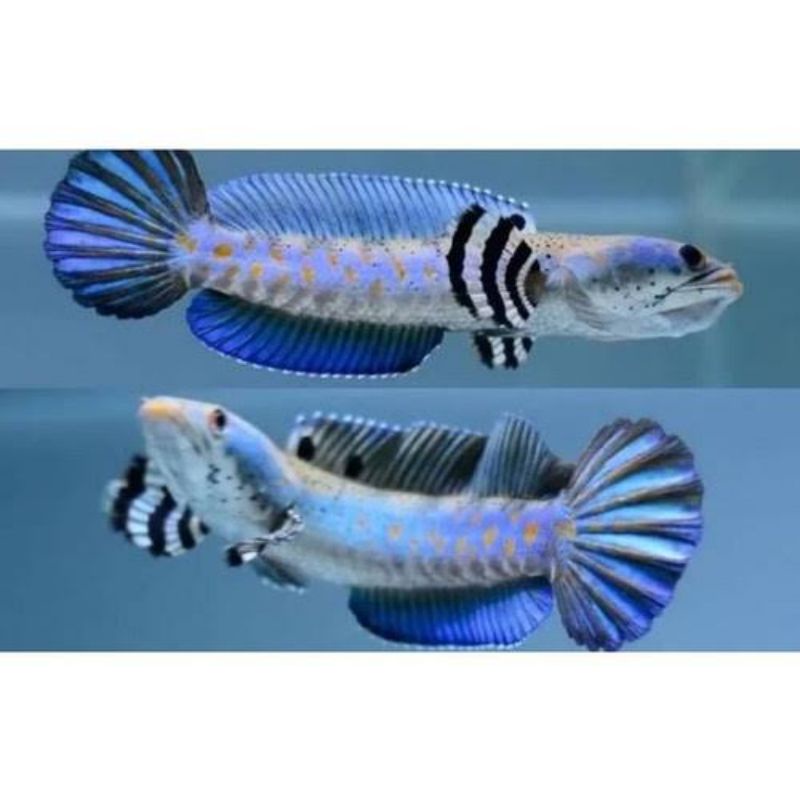 

ikan chna blue pulcra 4 5 6 cm gratis pelet