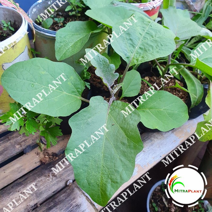 Bibit Pohon Terong Ungu Sayur - Tanama Buah Terong Ungu Panjang FF11