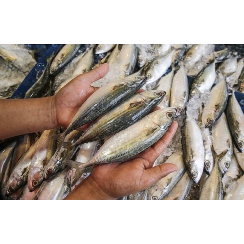 

ikan segar