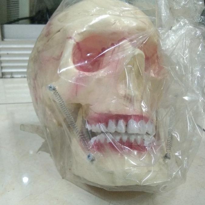 MODEL TENGKORAK KEPALA MANUSIA / TORSO KEPALA MANUSIA