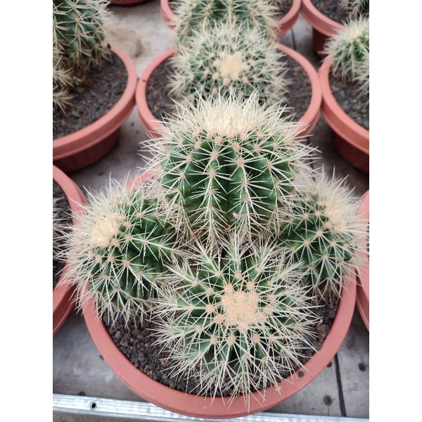 Echinocactus Grusonii/Golden Barrel Cluster | DP 25cm