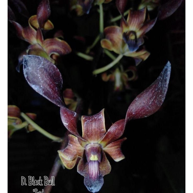 Dendrobium Black Bull
