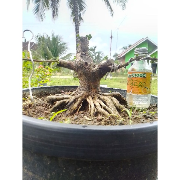 Jual Bahan Bonsai Sancang Calon The Max Shopee Indonesia