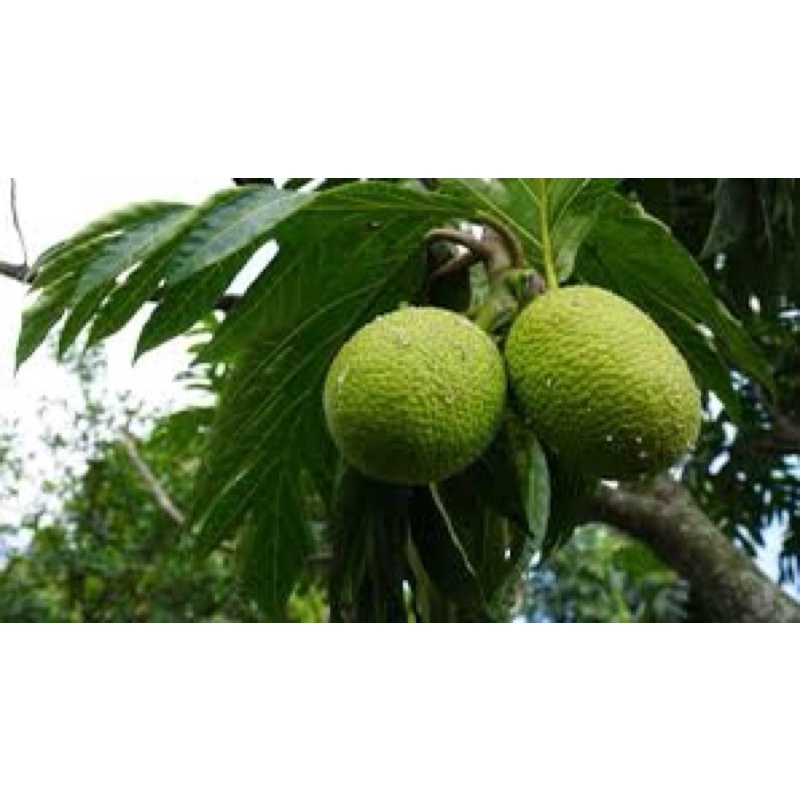 

Buah sukun Fresh langsung dari pohon