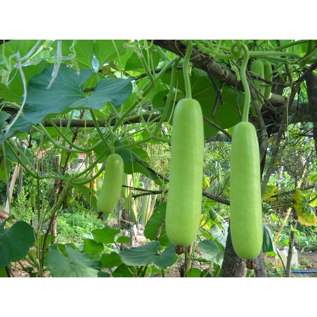 Benih Sayur Buah Labu Air Panjang Balistik Bibit Sayuran Buah Unggul Bintang Asia Tanaman Sayur Berkualitas