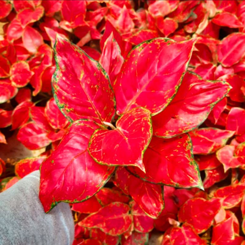 Aglonema Red Anjamani Tanaman Hias Bunga Aglonema Murah Merah  BUKAN bonggol bibit aglonema
