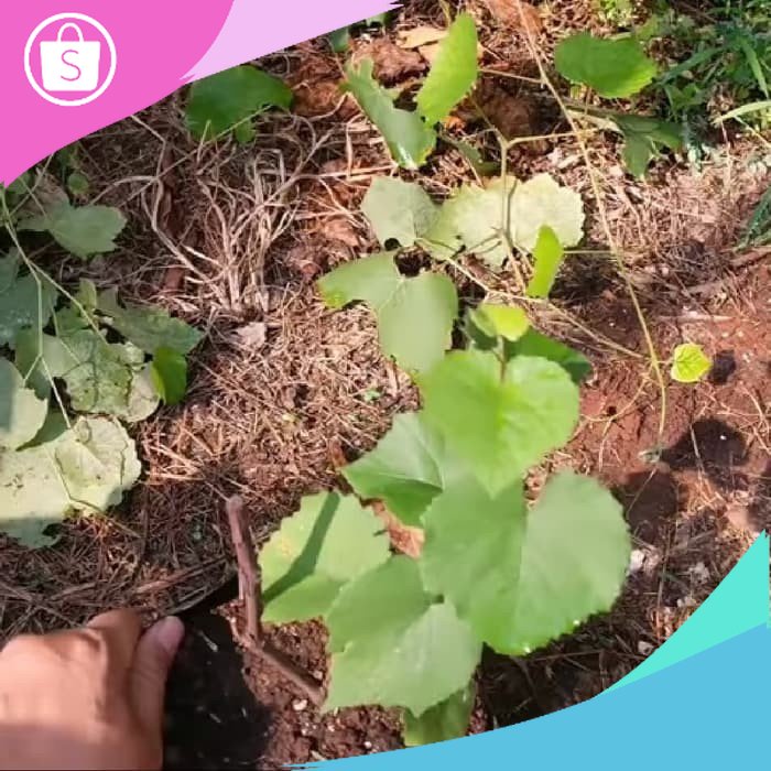 Assri Bibit Tanaman Anggur Isabella (Rootstock Utk Grafting) Grafting
