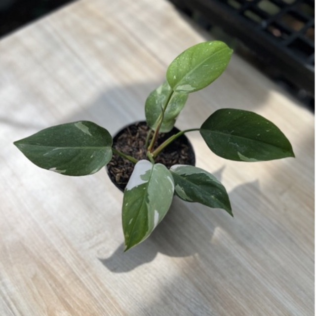 Philodendron White Princess