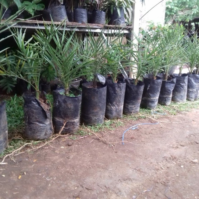 Tanaman Hias Kurma Azwa - Bibit Pohon Kurma Azwa valid