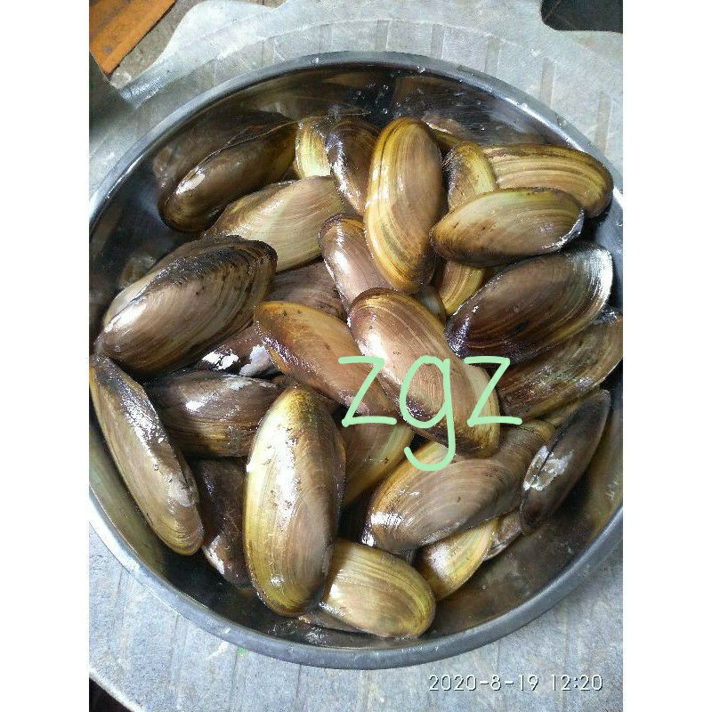 kijing / krang / rmis air tawar 500 gr hidup