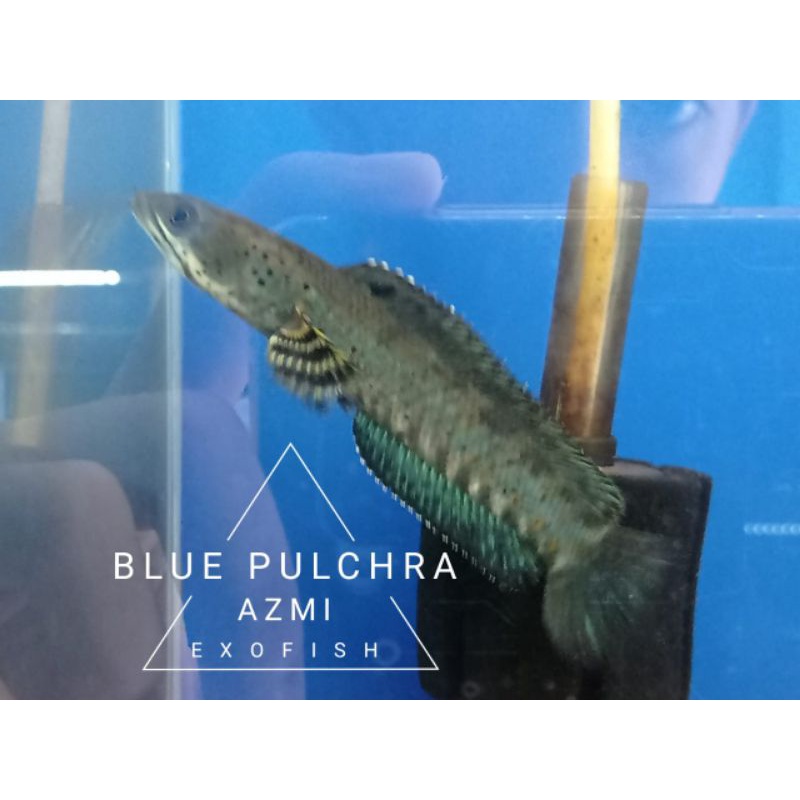 (Mainan) Channa Blue Pulchra 11-12cm