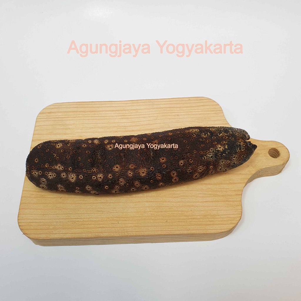 

Hoi Sem / Gamat Bintik / Teripang / Tripang / Teripang Tiger / Hoisem