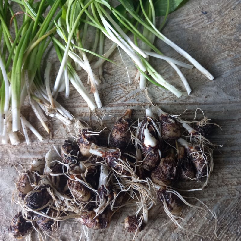 Umbi bibit keladi tikus 100 gram fresh