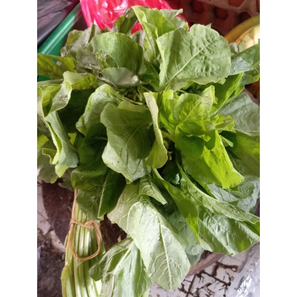 Jual Sayur Bayam Segar Satu Ikat Shopee Indonesia