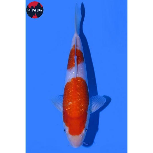 Koi Kohaku Ginrin Shinoda Farm Size 35BU Sertifikat Breeder Import Jepang