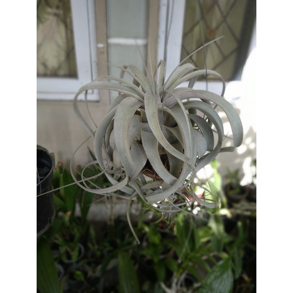 Tillandsia Xerographica size besar