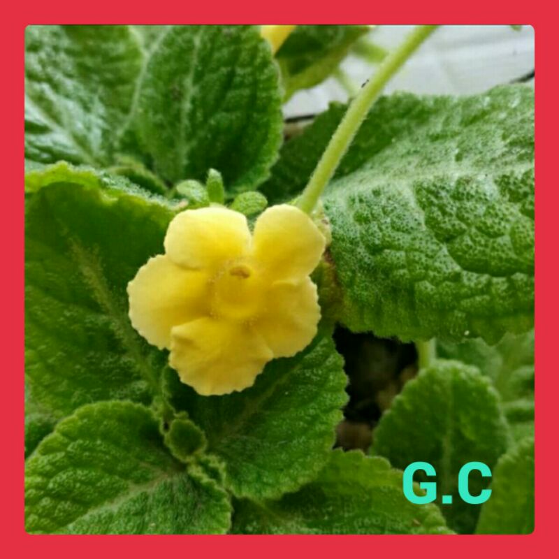 TANAMAN HIAS EPISCIA MONET EPISCIA BUNGA KUNING
