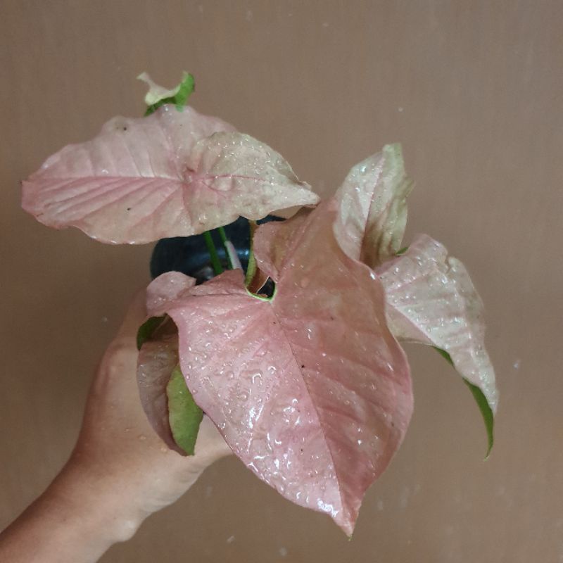 Syngonium Pink Robusta