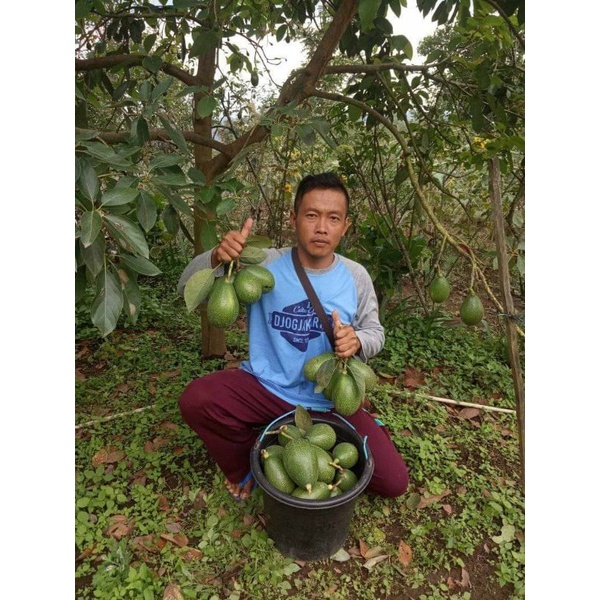 bibit alpukat pangeran batang besar siap berbuah