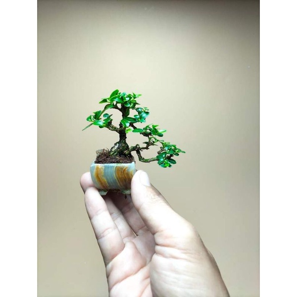 bonsai sancang shito