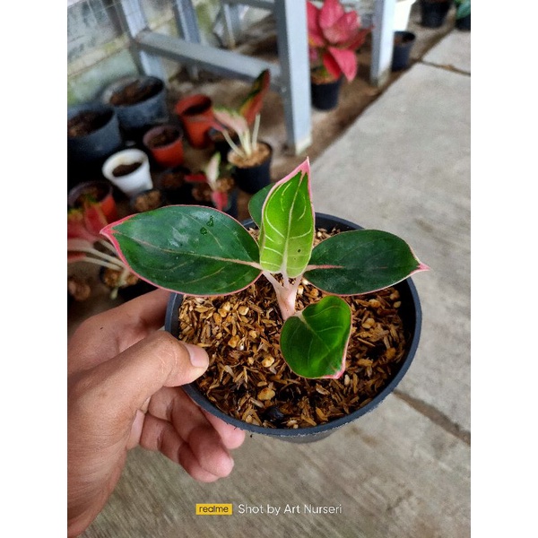 Aglaonema khanza