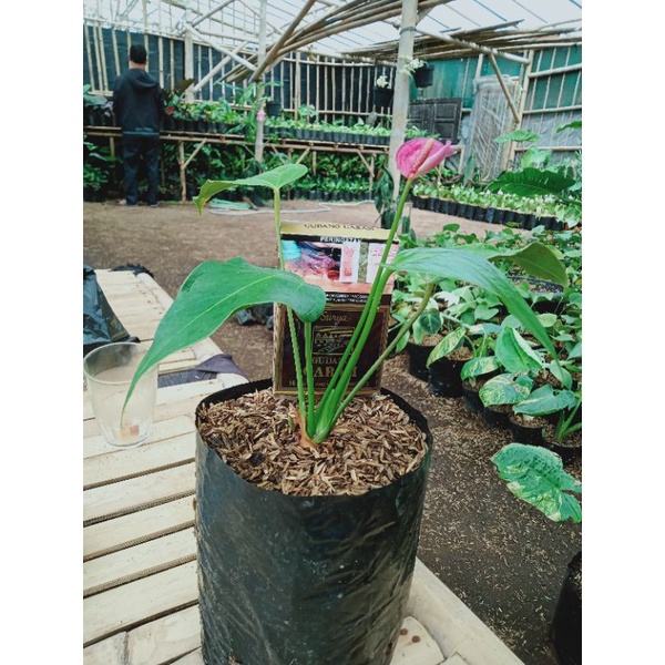 Anthurium bunga ungu