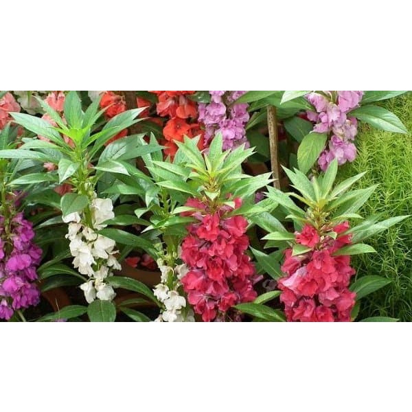 

Daun Pacar Cina - daun dijamin segar dan organik untuk obat herbal