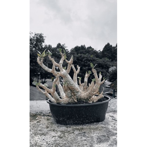 pachypodium rosulatum