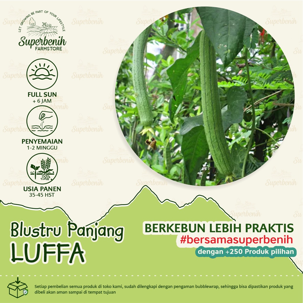 3 Biji - Benih Blustru LUFFA tipe buah panjang