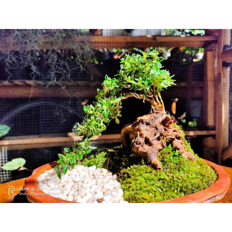 bonsai mame Mirten variegata gratis pot plastik putih tinggal pajang