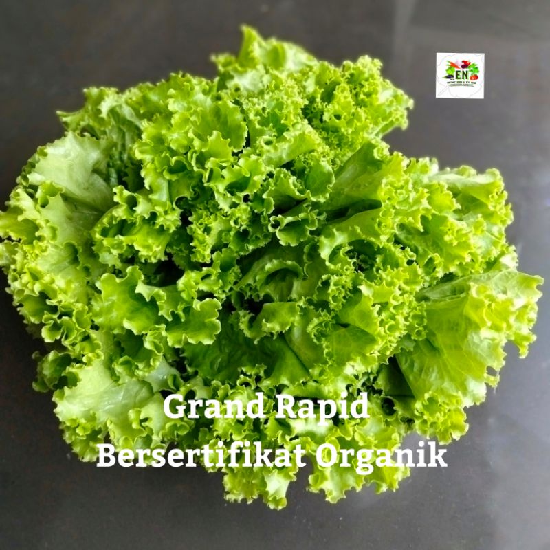 

1pack Sayur Grand Rapid 100% Sertifikat Vegetable Murah Sehat Healthy Life Grosir Supermarket