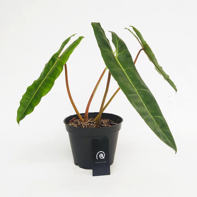 Philodendron billietiae *Kw1 / philo kabel busi - Tanaman hias / bibit