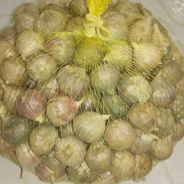 

➝ Bawang lanang tunggal 500 gram (ukuran besar) MK05