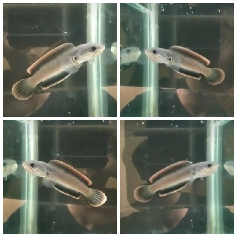 LIMBATA CB BAHAN KONTESAN (Rim tebal) 10-12 cm