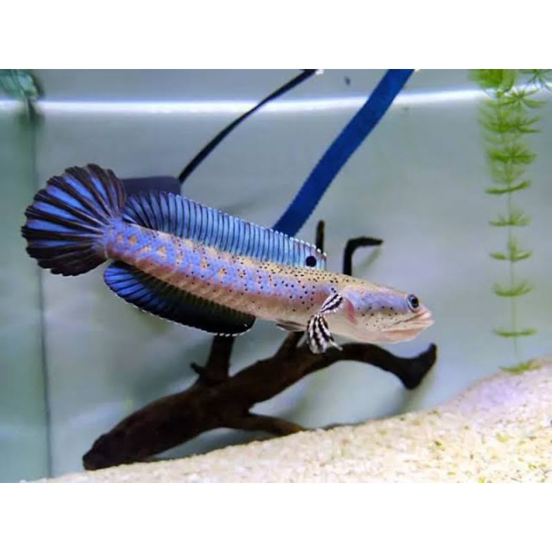 Blue Pulchra size 10-12cm Grade A. Pakan full pelet