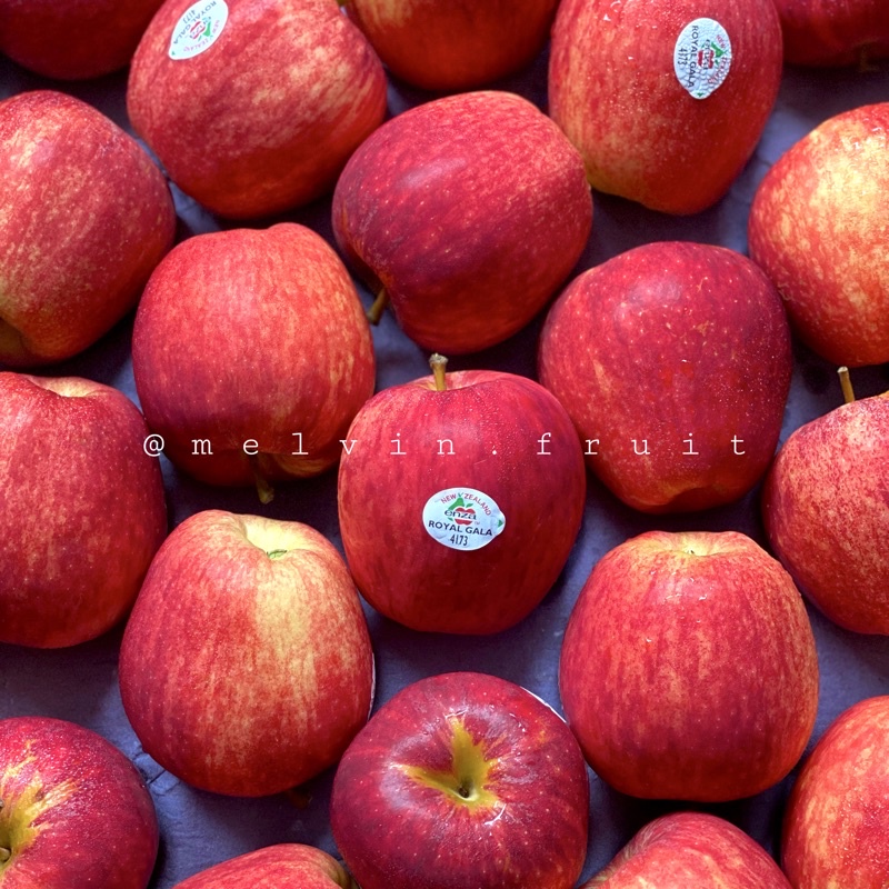 

Apel Gala Australia fresh
