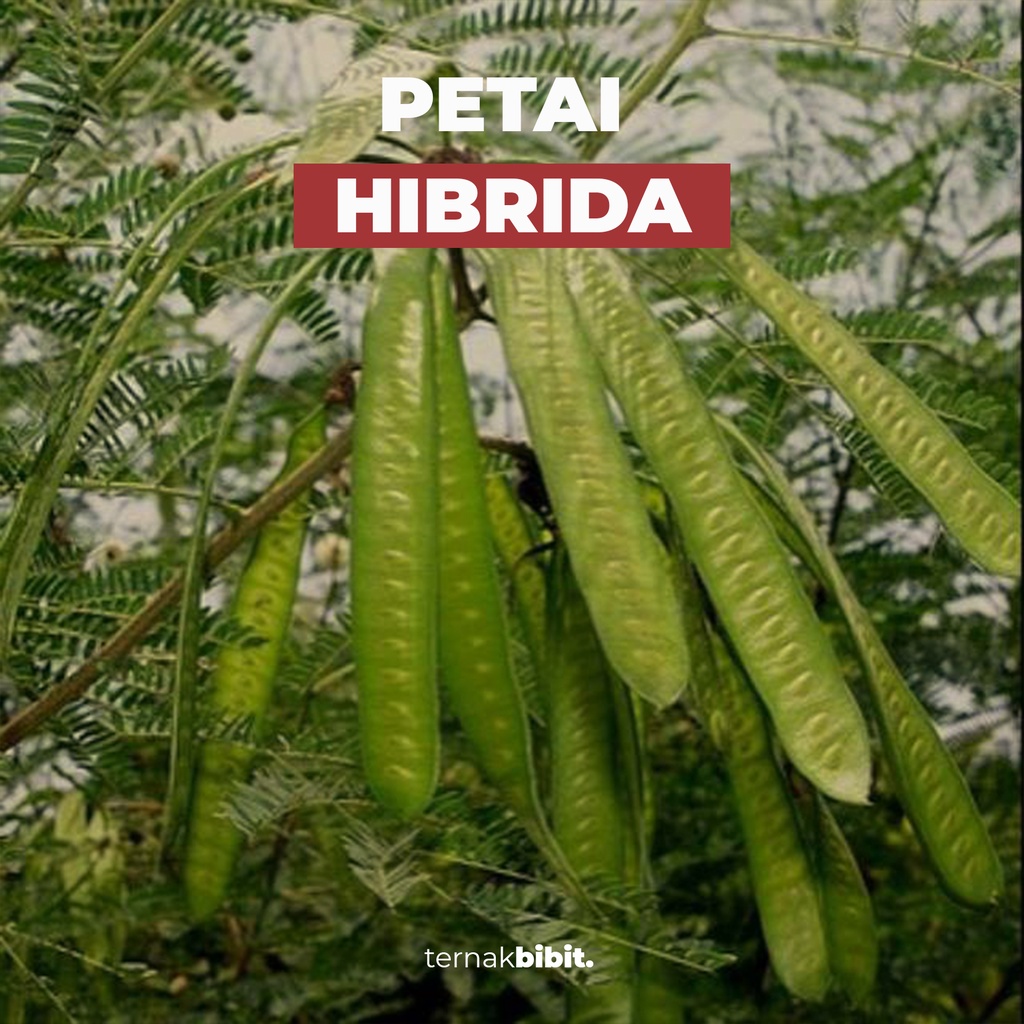 TERNAKBIBIT - Bibit Petai Hibrida Okulasi Kualitas Premium